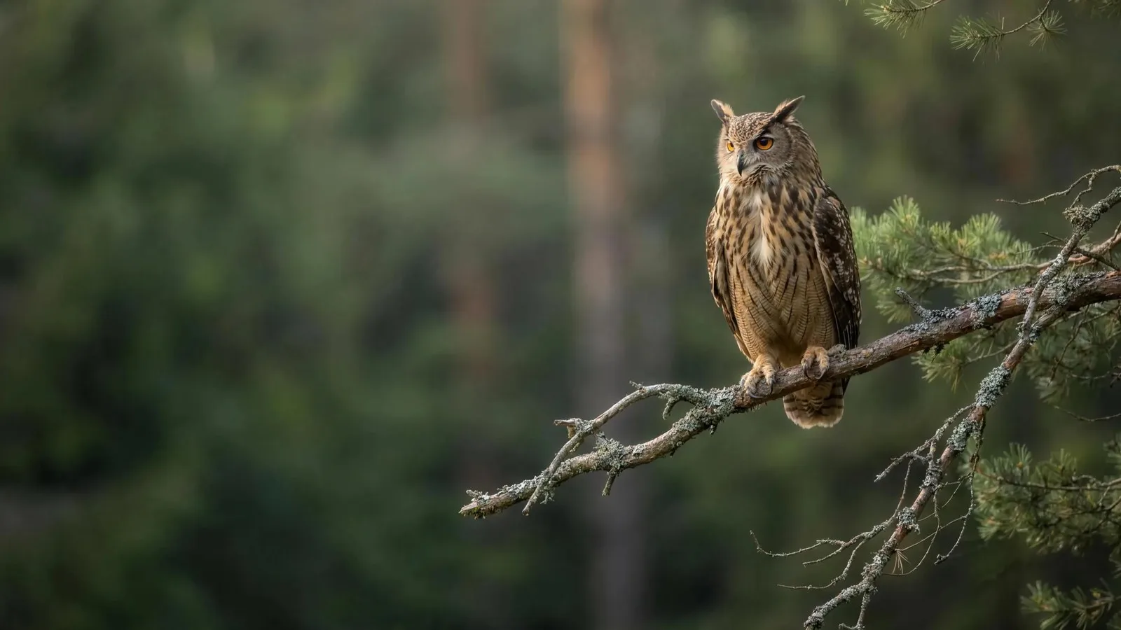 The Fine Print owl, cover image for the prop firm rule changes guide
